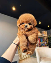 Poodle (Toy / Miniature / Standard)