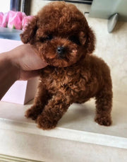 Poodle (Toy / Miniature / Standard)