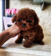 Poodle (Toy / Miniature / Standard)
