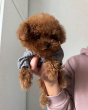 Poodle (Toy / Miniature / Standard)