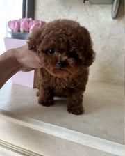 Poodle (Toy / Miniature / Standard)