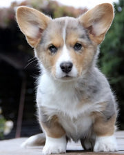 Pembroke Welsh Corgi