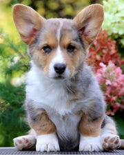 Pembroke Welsh Corgi