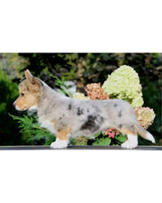 Pembroke Welsh Corgi