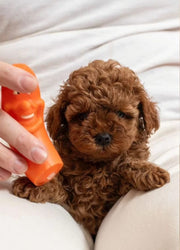 Poodle (Toy / Miniature / Standard)