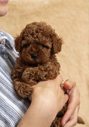 Poodle (Toy / Miniature / Standard)