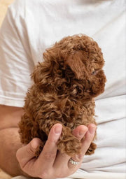 Poodle (Toy / Miniature / Standard)