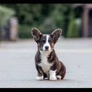 Pembroke Welsh Corgi