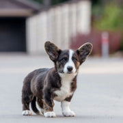 Pembroke Welsh Corgi