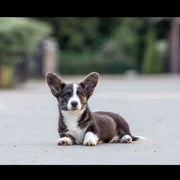 Pembroke Welsh Corgi
