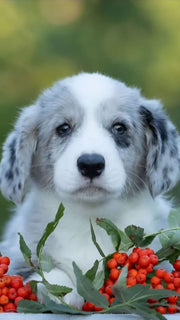 Pembroke Welsh Corgi