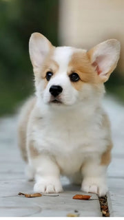 Pembroke Welsh Corgi