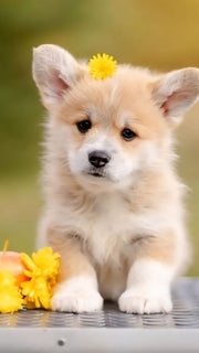 Pembroke Welsh Corgi