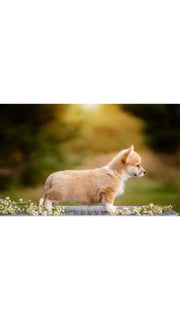 Pembroke Welsh Corgi