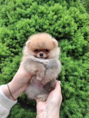 Pomeranian