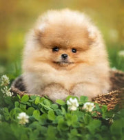 Pomeranian