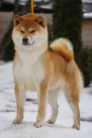 Shiba Inu