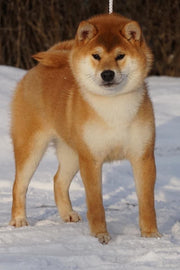 Shiba Inu