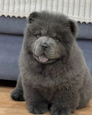Chow Chow