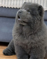 Chow Chow