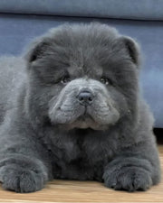 Chow Chow