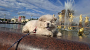 Chow Chow