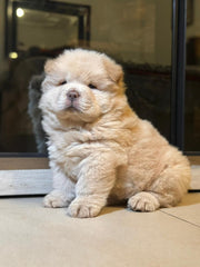 Chow Chow