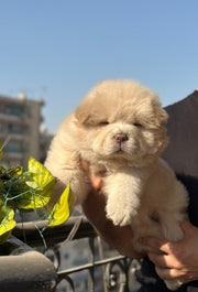 Chow Chow