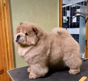 Chow Chow