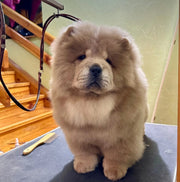 Chow Chow
