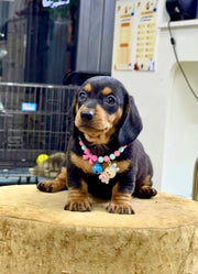 Dachshund