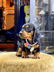 Dachshund