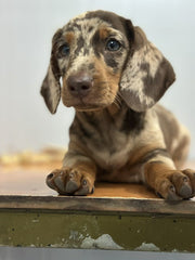 Dachshund