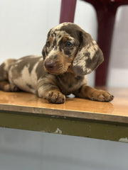 Dachshund