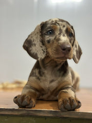 Dachshund