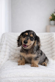 Dachshund