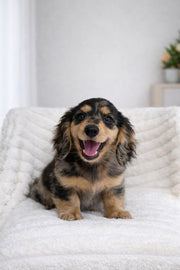 Dachshund
