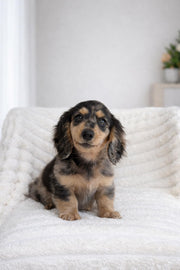 Dachshund