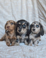 Dachshund
