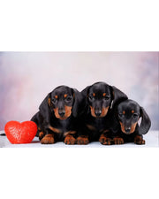 Dachshund