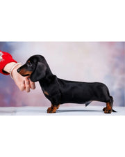 Dachshund