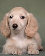 Dachshund