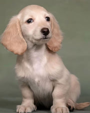 Dachshund