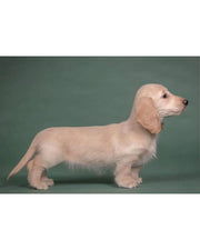 Dachshund
