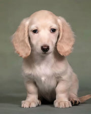 Dachshund