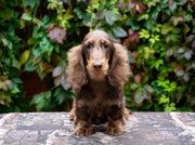 Dachshund