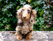 Dachshund