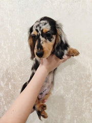 Dachshund