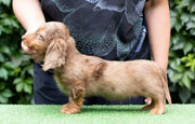 Dachshund