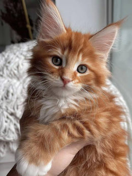 Ragdoll